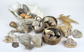 A large collection of shells, including a clam shell and specimen rocks
