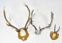 Three sets of antlers, two mounted on wooden shields, various sizes and animals,