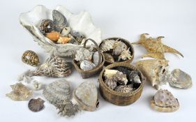 A large collection of shells and rocks