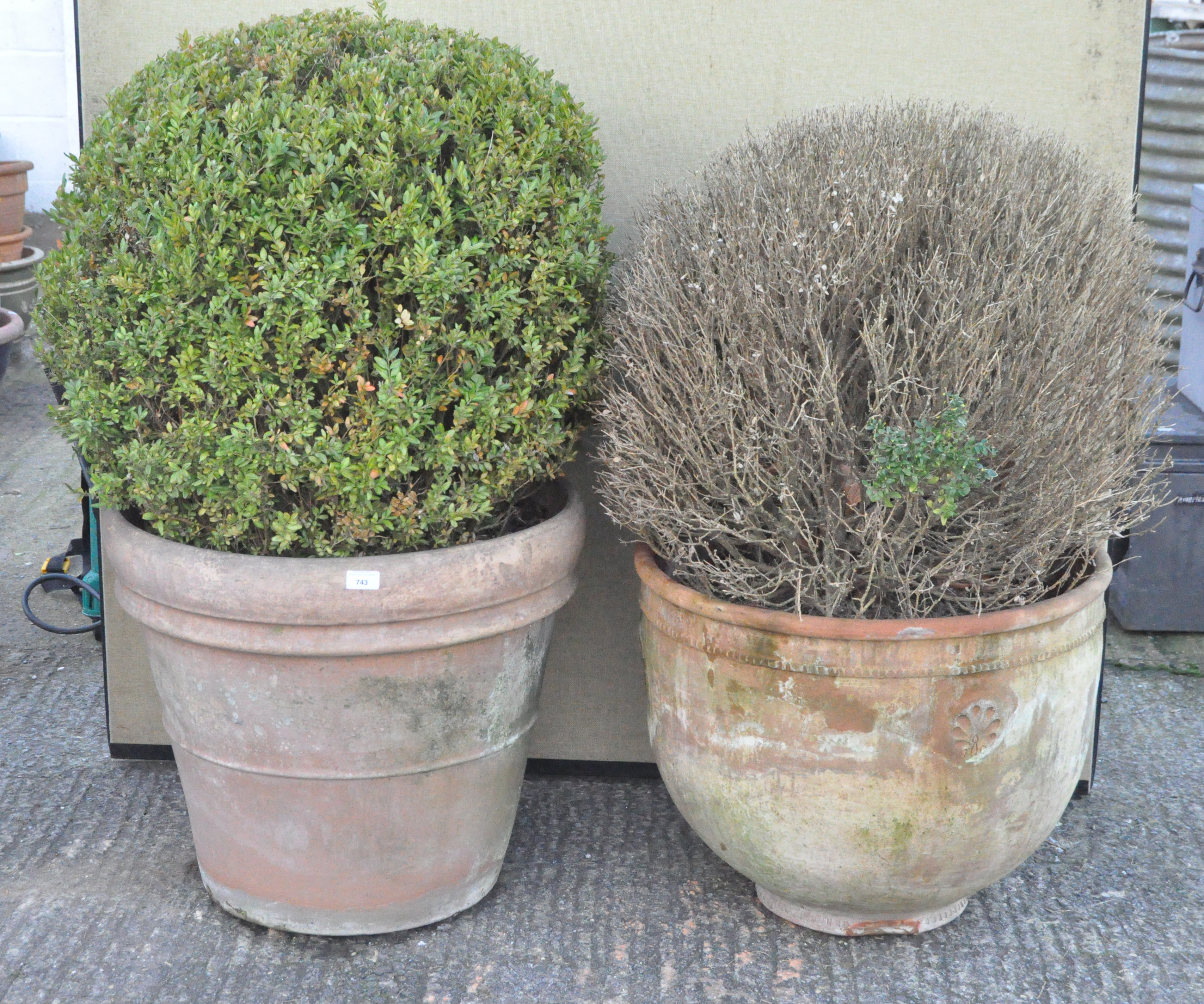 Two terracotta pots containing box bushes, one pot by Barbary,