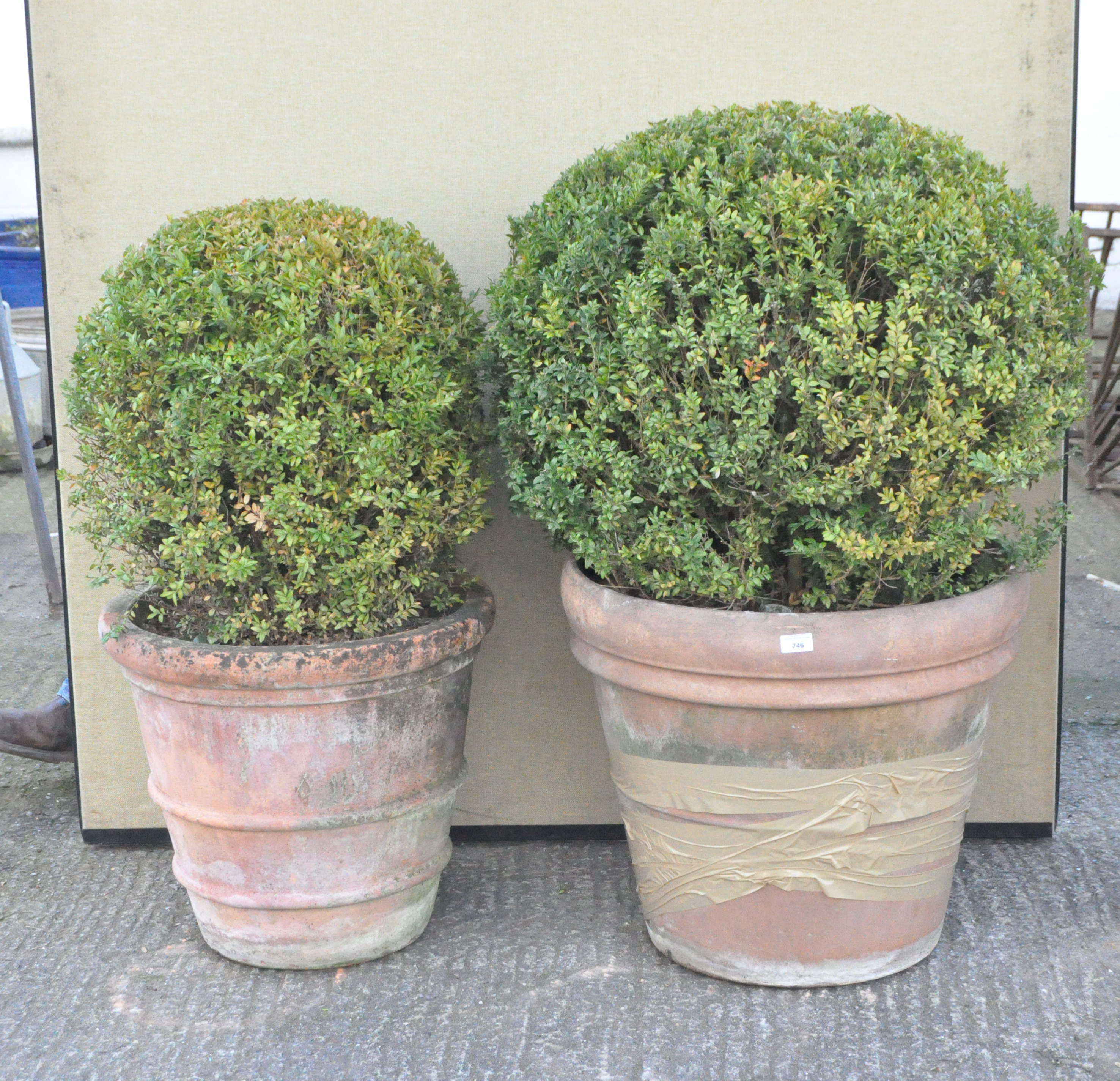 Two terracotta pots containing box bushes, one pot by Barbary,