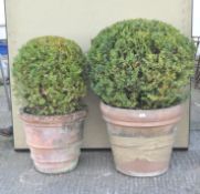 Two terracotta pots containing box bushes, one pot by Barbary,