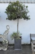 Two large grey stone plant pots of square column form both containing bay trees,