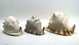 Three large Queen Helmet shells, each of typical form and with brown striations,