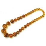 A string of amber graduating beads A 30cm drop length necklace. Largest approx 30mm.