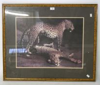 A print of 'Two Leopard Playing in the Exeter Change Menagerie',