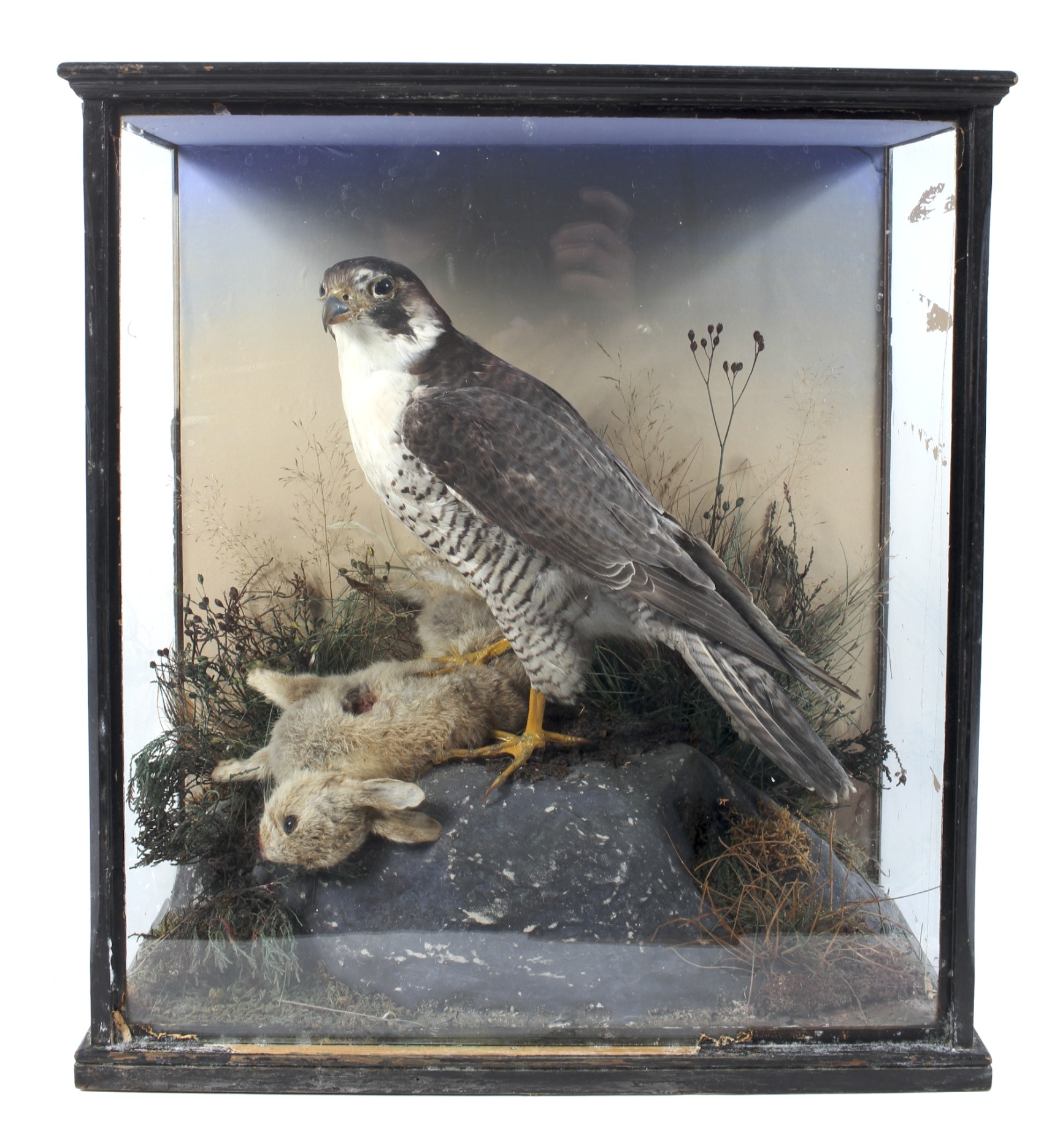 A late 19th/early 20th century taxidermy scene depicting a falcon perched upon a rabbit,