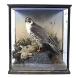 A late 19th/early 20th century taxidermy scene depicting a falcon perched upon a rabbit,