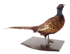 A taxidermy study of a pheasant set on a mahogany base,