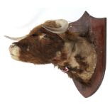 A large Highland Cattle taxidermy head, mounted upon a wooden shield,
