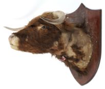 A large Highland Cattle taxidermy head, mounted upon a wooden shield,