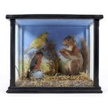 A taxidermy scene depicting a red squirrel perched beside a bullfinch and canary,
