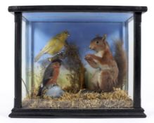 A taxidermy scene depicting a red squirrel perched beside a bullfinch and canary,