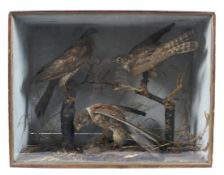 A Victorian taxidermy scene, comprising three birds including sparrow hawk and kestral,