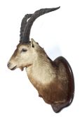 A large wall mounting Spanish Ibex, mounted on wooden plaque,