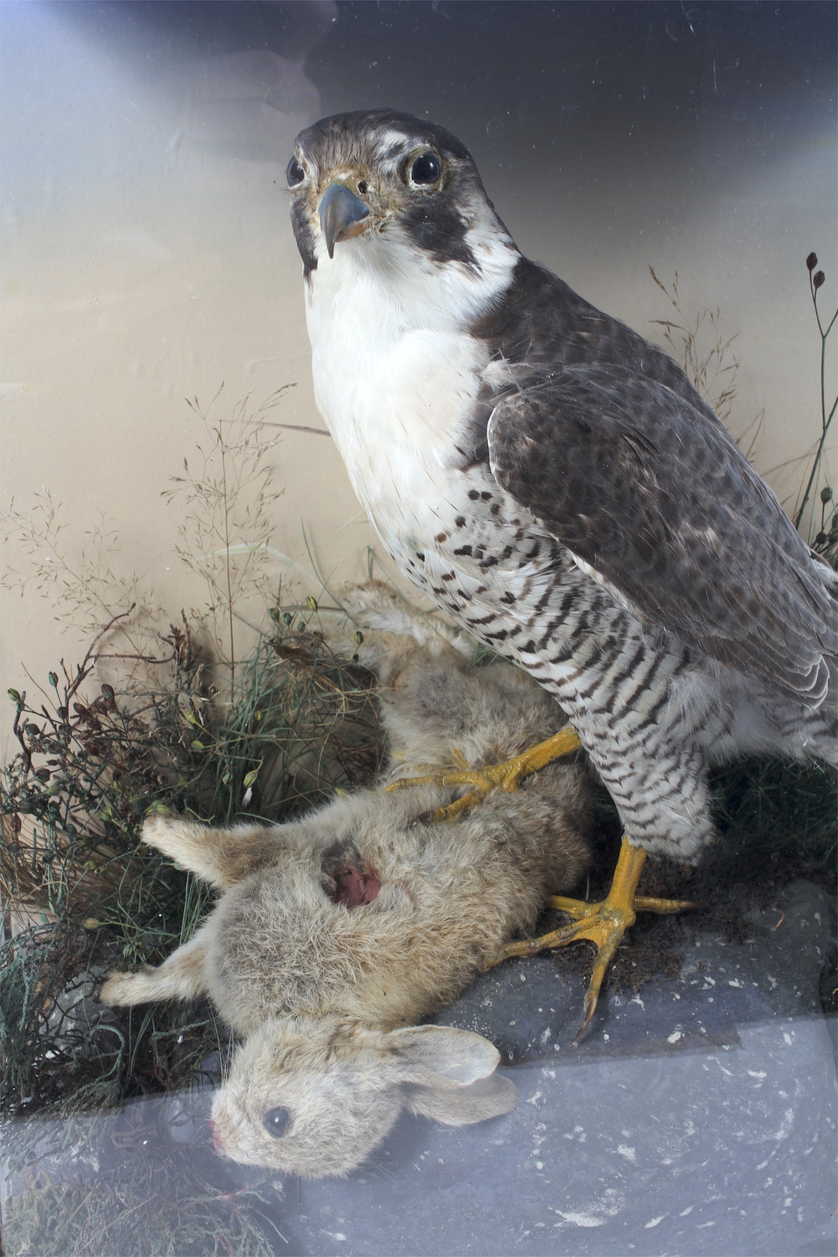 A late 19th/early 20th century taxidermy scene depicting a falcon perched upon a rabbit, - Image 2 of 2