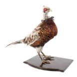 A taxidermy study of a pheasant set on a mahogany base,