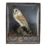 A late 19th/early 20th century taxidermy barn owl perched amongst foliage, mounted in glazed case,