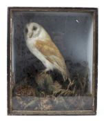 A late 19th/early 20th century taxidermy barn owl perched amongst foliage, mounted in glazed case,