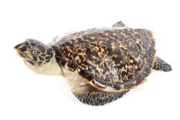 An early 20th century taxidermy study of a turtle,