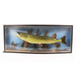 A 20th century taxidermy pike, mounted in a wooden case with perspex front,