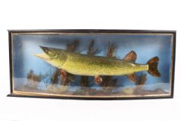 A 20th century taxidermy pike, mounted in a wooden case with perspex front,