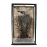 A taxidermy study of a green woodpecker mounted within a sculptured glass case