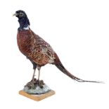 A taxidermy model of a pheasant, with flowing tail, mounted upon a wooden base,