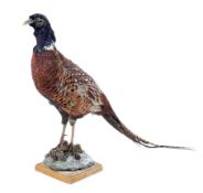 A taxidermy model of a pheasant, with flowing tail, mounted upon a wooden base,