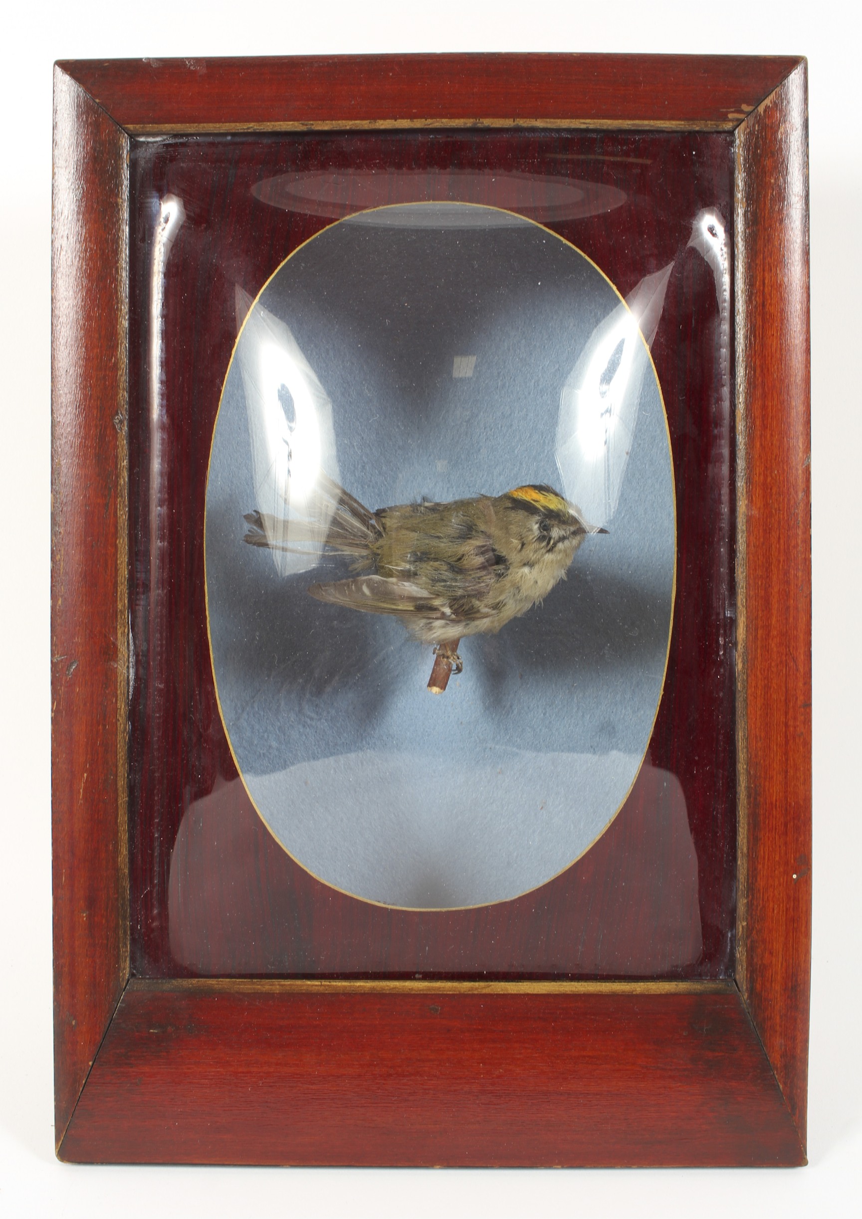 A taxidermy study of a gold crest set in a wooden case