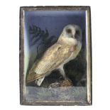 A late 19th/early 20th century taxidermy scene depicting a barn owl,