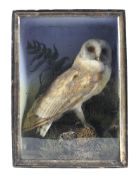 A late 19th/early 20th century taxidermy scene depicting a barn owl,