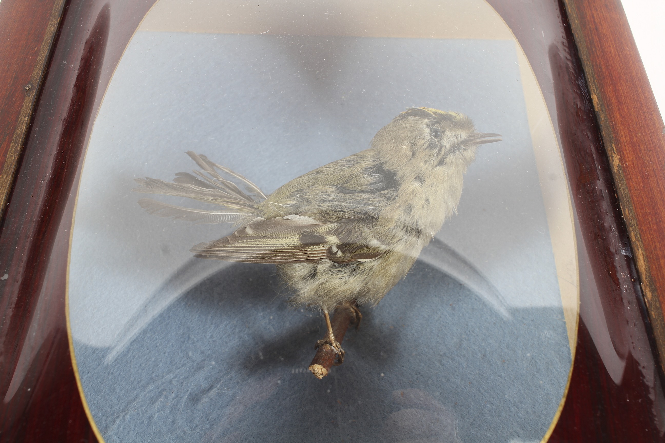 A taxidermy study of a gold crest set in a wooden case - Image 2 of 2