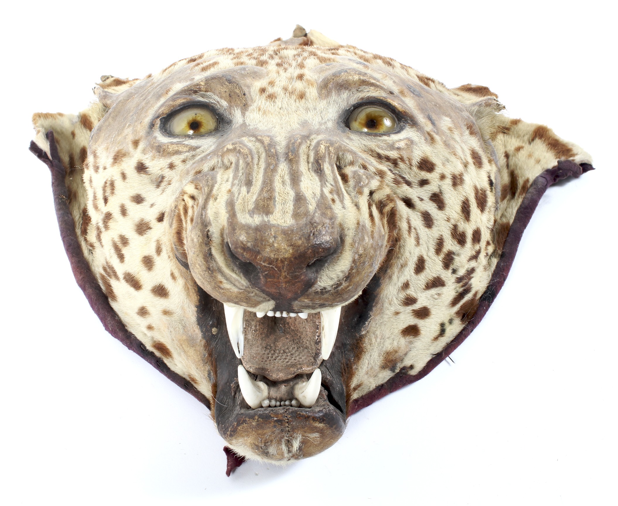 A late 19th/early 20th century Leopards head, - Image 2 of 2