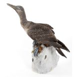 A taxidermy study of a juvenile gannet, mounted on a cast stone base,