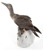 A taxidermy study of a juvenile gannet, mounted on a cast stone base,