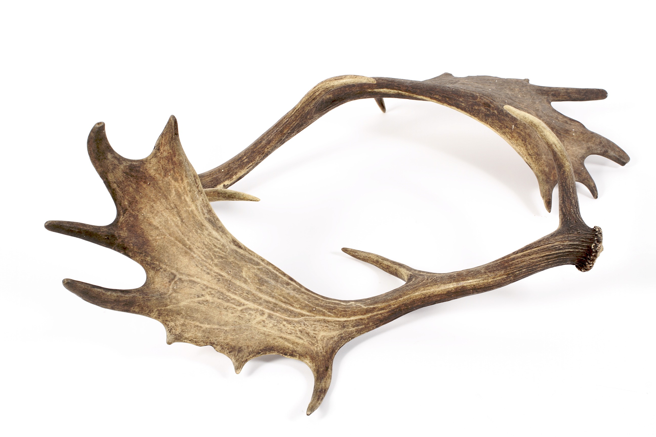 A pair of deer antlers and a pair of horns, - Image 3 of 3