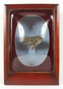 A taxidermy study of a Gold Crest set in a wooden case