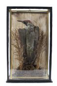 A taxidermy study of a green woodpecker mounted within a glass case,