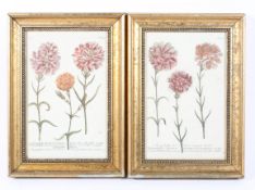 Two coloured botanical prints of caryophyllus hortensis, numbered 336 and 338, circa 33cm x 22cm,