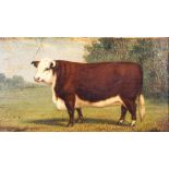 A small 19th century oil on board of a bull in a field, its head turned towards the viewer,