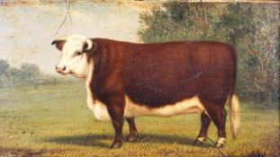 A small 19th century oil on board of a bull in a field, its head turned towards the viewer,