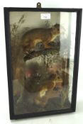 An early 20th century taxidermy, two red squirrels in an ebonised glazed case,