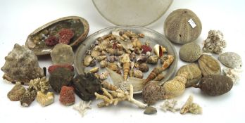 A collection of shells and coral,