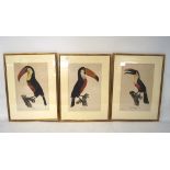 Two 20th century prints of toucans, titled 'Le Toco no.2', 'Le Toco no.3' and 'Le Toco no.