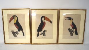 Two 20th century prints of toucans, titled 'Le Toco no.2', 'Le Toco no.3' and 'Le Toco no.