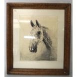 A charcoal drawing of a horse, signed lower right, in a bird's eye maple frame,