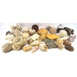 An assortment of sea shells and similar items, including crab shells,