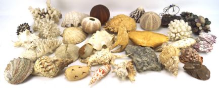 An assortment of sea shells and similar items, including crab shells,