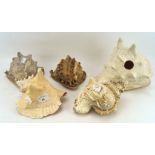 Five large shells, each being a conch shell of varying sizes,